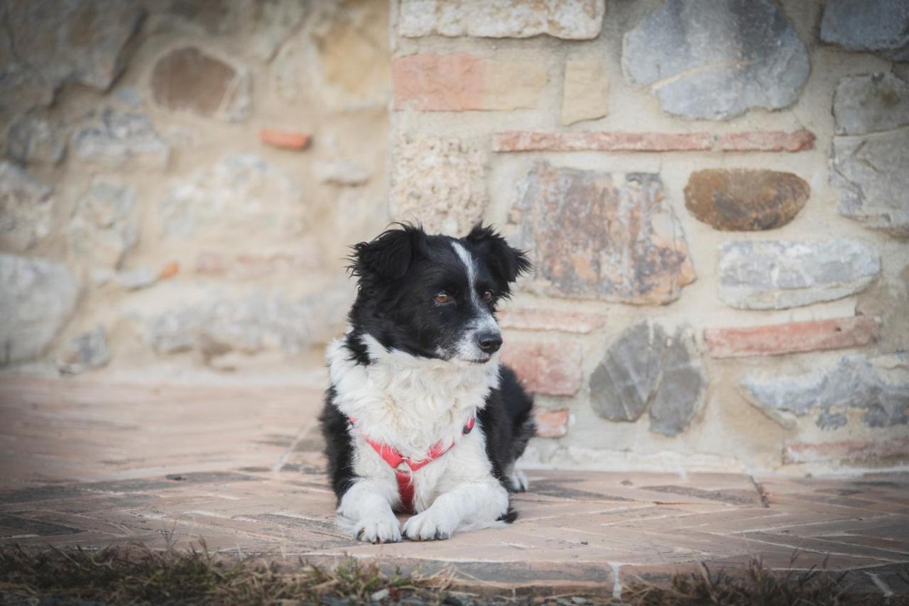 Вилла Agriturismo La Paciarella Campiglia d'Orcia Экстерьер фото